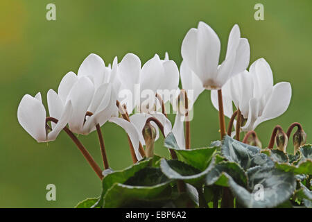 Les fleuristes Cyclamen (Cyclamen persicum), blooming Banque D'Images