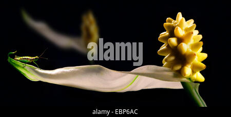 Lily la paix (spec.), Spathiphyllum grashopper assis sur spathe Banque D'Images