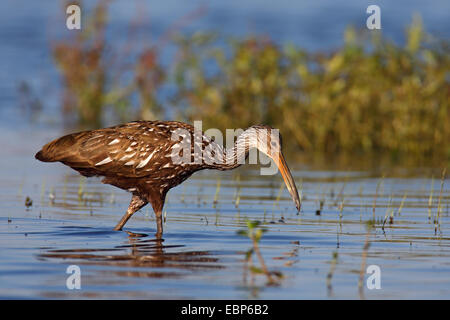 (Aramus guarauna limpkin), pataugeant dans l'eau tandis que sur l'alimentation animale, USA, Floride, Myakka River State Park Banque D'Images