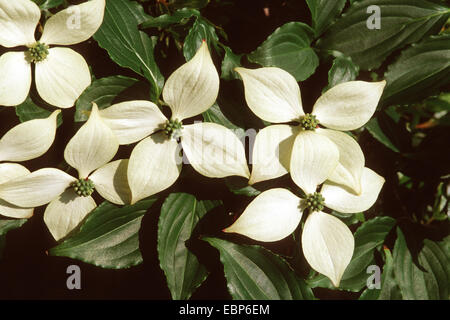 Cornouiller kousa, japonais (Dogwwod Cornus kousa var. chinensis), blooming Banque D'Images