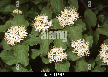 Dogberry, cornouiller (Cornus sanguinea), blooming, Allemagne Banque D'Images