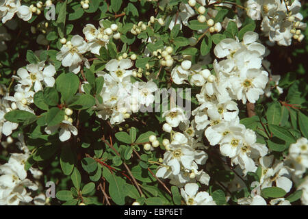 Perle commun Bush (Exochorda racemosa), blooming Banque D'Images