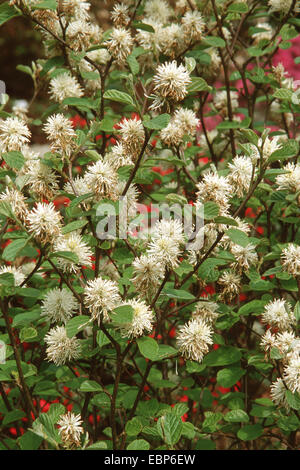 Fothergilla major (Fothergilla major), blooming Banque D'Images