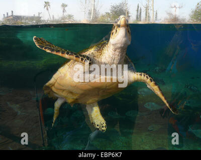 Tortue caouanne, Caretta caretta), à la sortie de l'eau dans le volet d'une piscine aquarium, Espagne Banque D'Images