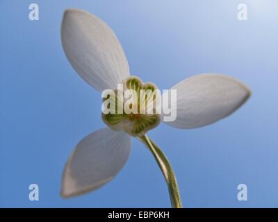 Snowdrop Galanthus nivalis (commune), fleur d'en bas, Allemagne Banque D'Images