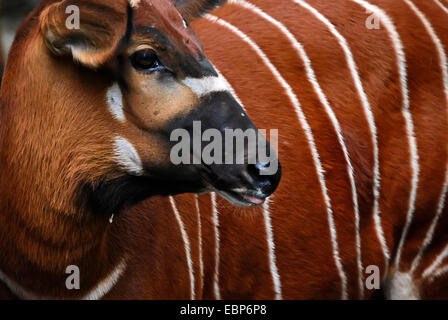 Bongo au zoo de Francfort am Main, Allemagne. Banque D'Images