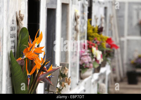 Crane fleur, fleur, oiseau de paradis (Strelitzia reginae piesang geel), cimetière de San Carlos, Iles Canaries, Tenerife, Puerto De La Cruz Banque D'Images
