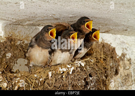 L'hirondelle rustique (Hirundo rustica), mendicité poussins dans le nid dans une étable, Allemagne Banque D'Images