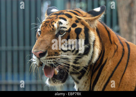 Tigre du Bengale (Panthera tigris tigris) au Zoo de Dusit, à Bangkok, Thaïlande. Banque D'Images