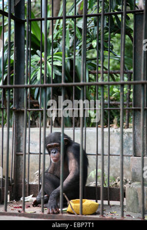 Chimpanzé (Pan troglodytes) assis dans sa cage au Zoo de La Havane, Cuba. Banque D'Images