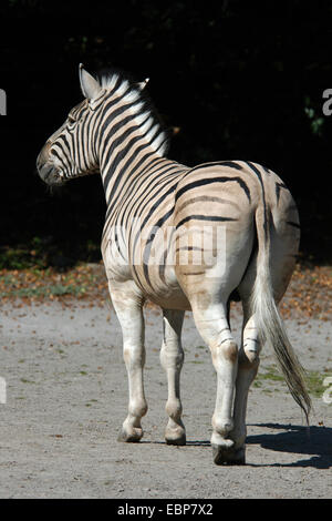 Damara zèbre (Equus burchelli antiquorum) au zoo de Jihlava dans l'Est de la Bohème, en République tchèque. Banque D'Images