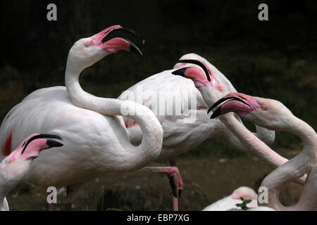 Plus de flamants roses (Phoenicopterus roseus) au zoo de Jihlava dans l'Est de la Bohème, en République tchèque. Banque D'Images