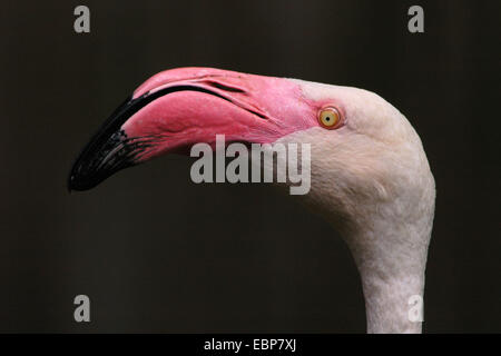 Flamant rose (Phoenicopterus roseus) au zoo de Jihlava dans l'Est de la Bohème, en République tchèque. Banque D'Images