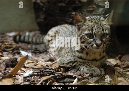 Le chat de Geoffroy (Leopardus geoffroyi) au zoo de Jihlava dans l'Est de la Bohème, en République tchèque. Banque D'Images