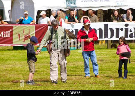 Fauconnerie, Lowther Show, Lowther Estate, Lowther, Penrith, Cumbria UK. Banque D'Images