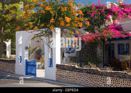 Akrotiri, Santorin, sud de la mer Egée, en Grèce. Maison de village couverte de bougainvilliers colorés. Banque D'Images