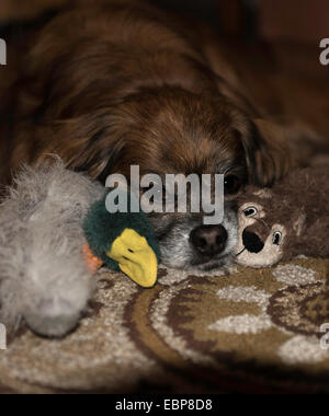 Portrait d'un vieux chien Tibalier brun allongé avec de jolis jouets de chien de chaque côté de son visage, avec lumière de capture dans ses yeux et un museau gris. Banque D'Images