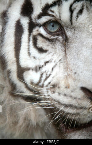 Tigre blanc (Panthera tigris tigris) appelé à Paris zoo de Liberec dans le Nord de la Bohème, en République tchèque. Banque D'Images