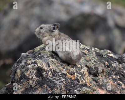 Pika munis (Ochotona collaris) est une petite que lagomorphes vit en champs de blocs dans le parc national Denali, en Alaska. Banque D'Images