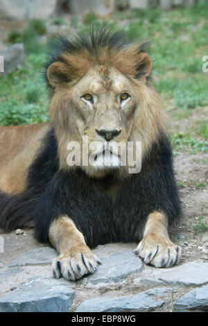 Lion de Barbarie (Panthera leo leo) au Zoo d'Olomouc, République tchèque. Banque D'Images