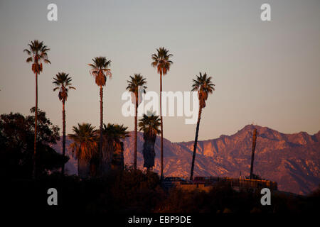 Palmiers sur une crête Los Angeles, Californie, États-Unis d'Amérique Banque D'Images