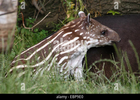 Tapir d'Amérique du Sud du nouveau-né (Tapirus terrestris), également connu sous le nom de tapir brésilien au Zoo de Prague, République tchèque. Banque D'Images