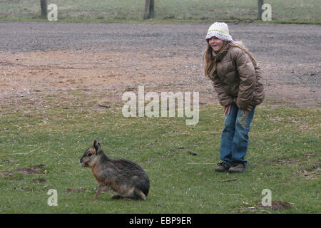 Jeune fille regarde une mara Dolichotis patagonum (Patagonie) au zoo de Whipsnade dans Bedfordshire, Angleterre, Royaume-Uni. Banque D'Images