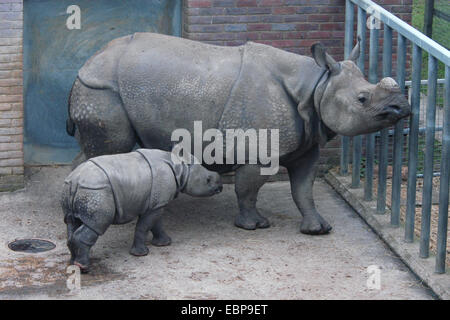 Le rhinocéros indien (Rhinoceros unicornis) avec un veau. Banque D'Images