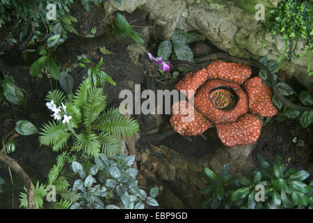 Zoo de Schonbrunn à Rafflesia à Vienne, Autriche. Rafflesia est la plus grande fleur du monde avec l'odeur de viande en décomposition. Banque D'Images