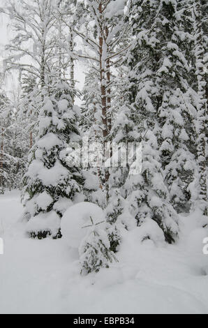 Les arbres couverts de neige en hiver. Viitna, Estonie. Banque D'Images