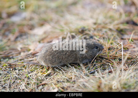 Campagnols Souris, close-up Banque D'Images