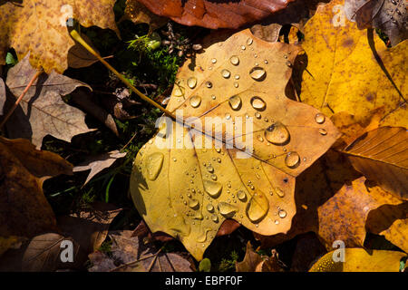 Brun jaune feuilles d'automne sur le sol d'eau gouttes Banque D'Images