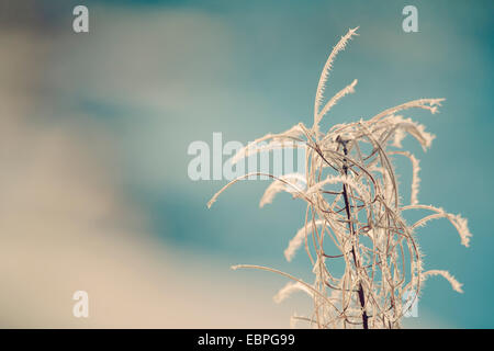 Givre sur une usine de fireweed hiver close up avec bleu dans l'arrière-plan. Banque D'Images