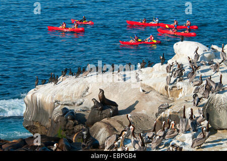 Les kayakistes avec les cormorans et les lions de mer de Californie (Zalophus californianus) avec le repos le pélican brun (Pelecanus occidentalis) Banque D'Images