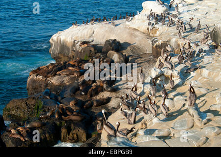 L'otarie de Californie (Zalophus californianus) avec le pélican brun (Pelecanus occidentalis), La Jolla, Californie Banque D'Images