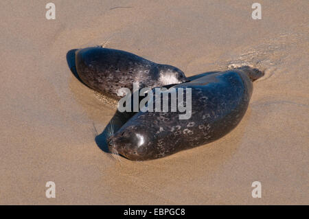 Le phoque commun (Phoca vitulina) à la piscine pour enfants (Casa Beach), Ellen Browning Scripps Parc Marin, La Jolla, Californie Banque D'Images