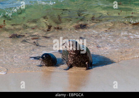 Le phoque commun (Phoca vitulina) à la piscine pour enfants (Casa Beach), Ellen Browning Scripps Parc Marin, La Jolla, Californie Banque D'Images