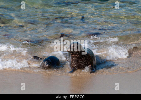 Le phoque commun (Phoca vitulina) à la piscine pour enfants (Casa Beach), Ellen Browning Scripps Parc Marin, La Jolla, Californie Banque D'Images