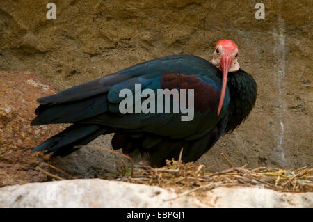 Le sud de l'ibis chauve (Geronticus calvus), San Diego Zoo Safari Park, Californie Banque D'Images