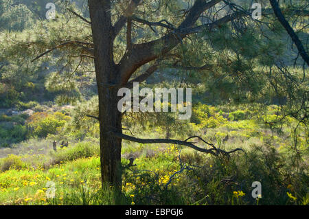 Pin (Pinus torreyana Torrey), Torrey Pines State Reserve, Californie Banque D'Images