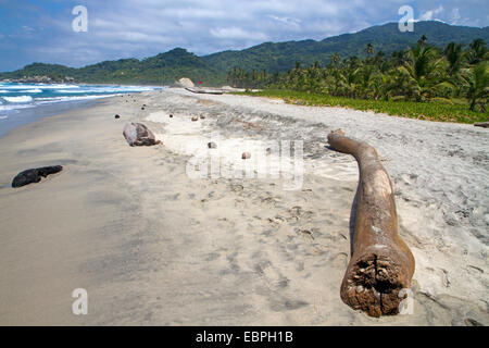 Arrecifes Plage, Parc National Naturel de Tayrona Banque D'Images