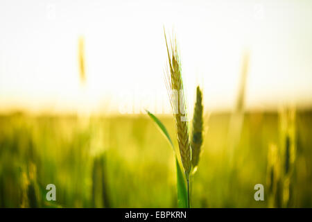 Dans le champ de blé vert au coucher du soleil. La fin du printemps, début de l'été. Banque D'Images