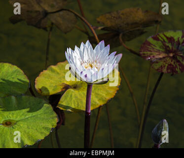 Belle photo de lotus blanc vivent dans une ville fontaine. Banque D'Images