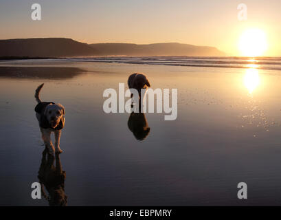 Deux chiens sur la plage au coucher du soleil, Widemouth Bay, Bude, Cornwall, UK Banque D'Images