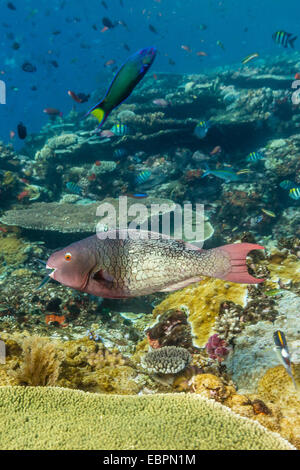 Perroquet (Cetoscarus bicolor femelle bicolor), Île de Batu Bolong, Parc National de l'île de Komodo, en Indonésie, en Asie du Sud-Est, l'Asie Banque D'Images