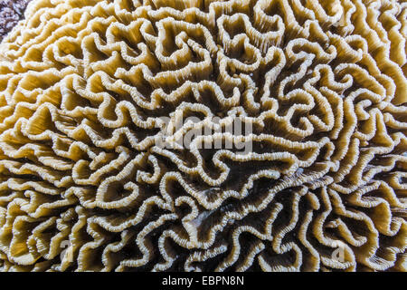 Corail cerveau de nuit sur l'île de Sebayur, Parc National de l'île de Komodo, en Indonésie, en Asie du Sud-Est, l'Asie Banque D'Images