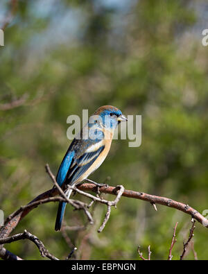 (Passerin azuré Passerina amoena) mâle en plumage d'hiver, Chiricahuas, Coronado National Forest, Arizona, USA Banque D'Images