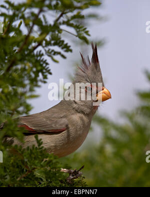 Pyrrhuloxia (Cardinalis sinuatus) féminin, Chiricahuas, Coronado National Forest, Arizona, États-Unis d'Amérique Banque D'Images