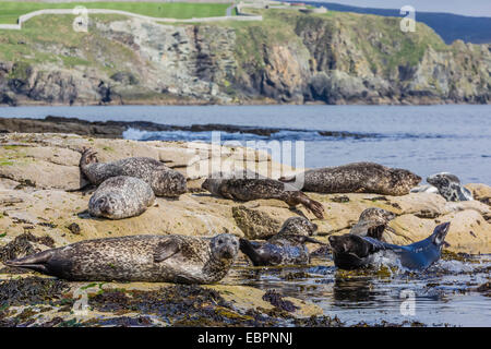Les phoques gris (phoque gris (Halichoerus grypus)) sur le littoral de l'île continentale, îles Shetland, Écosse, Royaume-Uni Banque D'Images