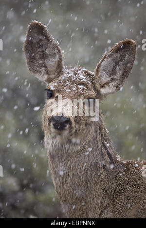 Les jeunes le cerf mulet (Odocoileus hemionus) dans une tempête de neige au printemps, le Parc National de Yellowstone, Wyoming, USA Banque D'Images